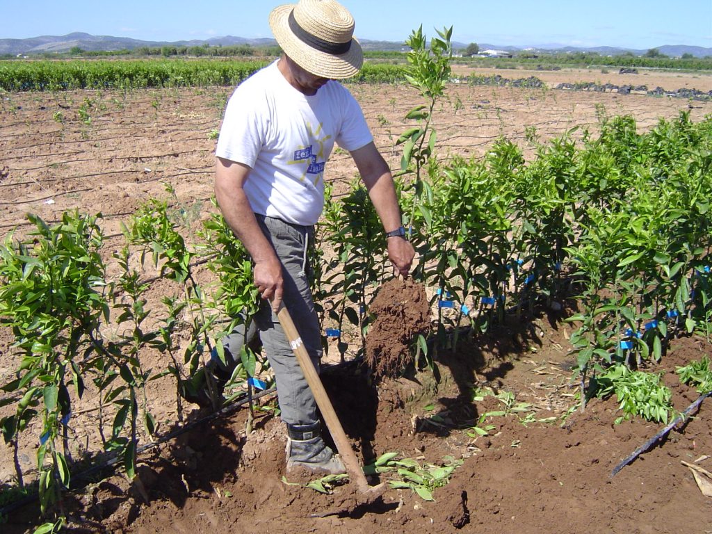 Agricultor produciendo limón Meyer - Vivercid