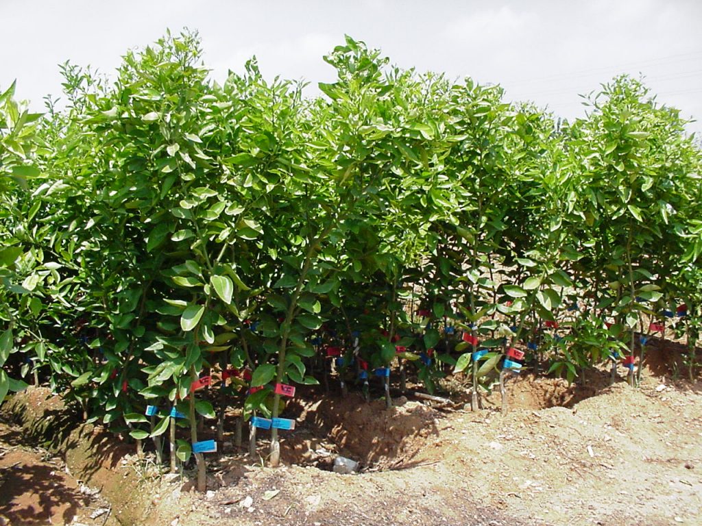 Produciendo limón Meyer - Cultivo Vivercid