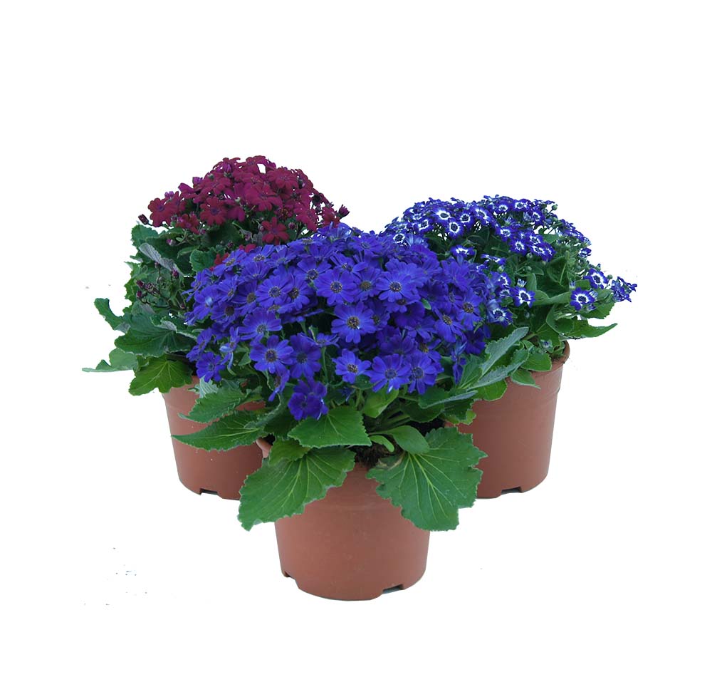 cineraria