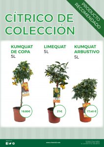 ¡Aprovéchate de nuestra colección de cítricos!