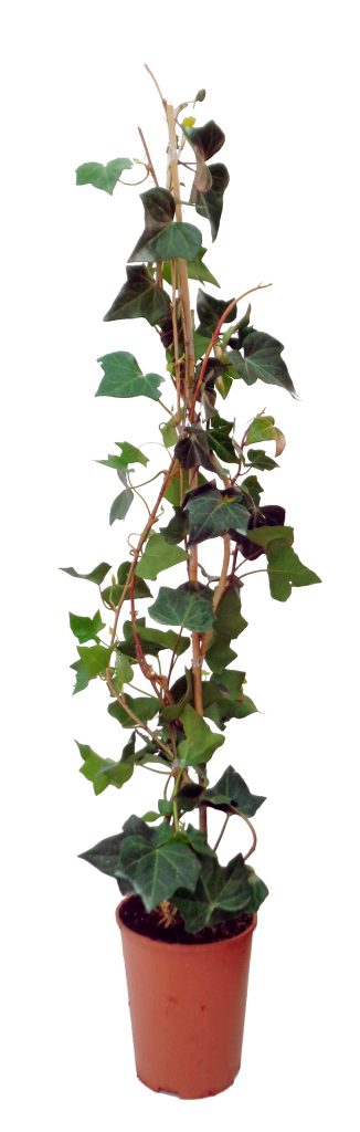 hedera-verde3l