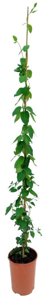 lonicera-japonica-madreselva-3l