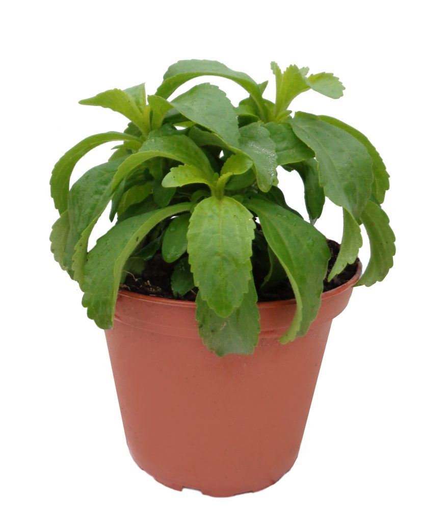 stevia