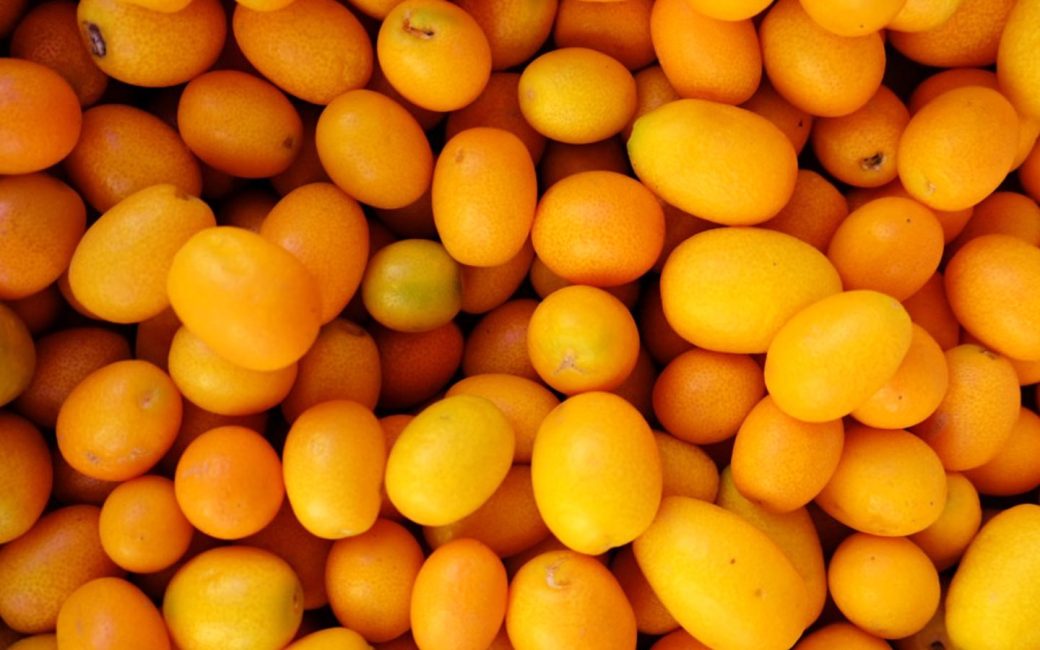 5 CARACTERÍSTICAS DEL KUMQUAT QUE NO SABÍAS Vivercid