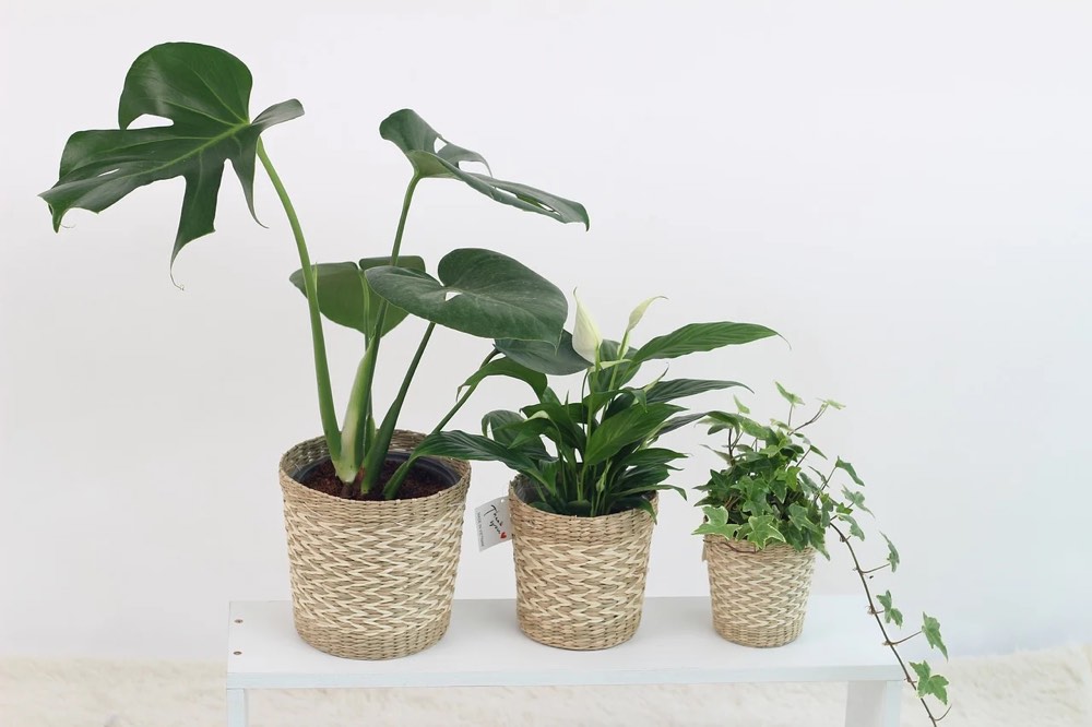 8 formas de proteger tus plantas del calor cubre macetas vivercid