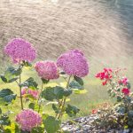 8 formas de proteger tus plantas del calor regar