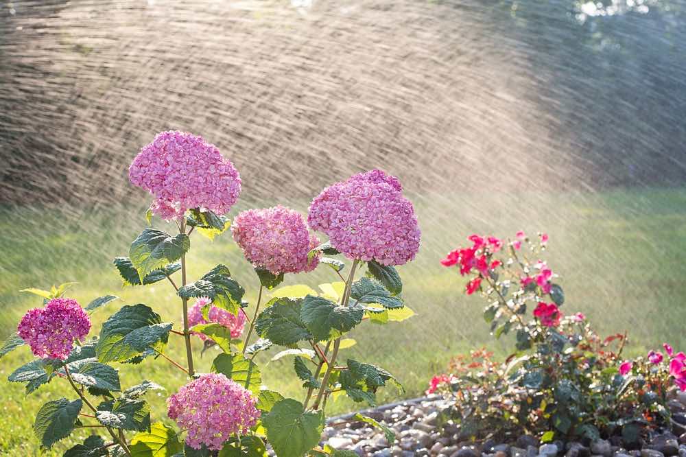 8 formas de proteger tus plantas del calor regar