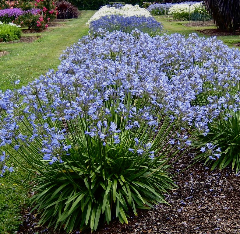 La planta que más destacará esta primavera, el Agapanthus Blue Storm -  Vivercid