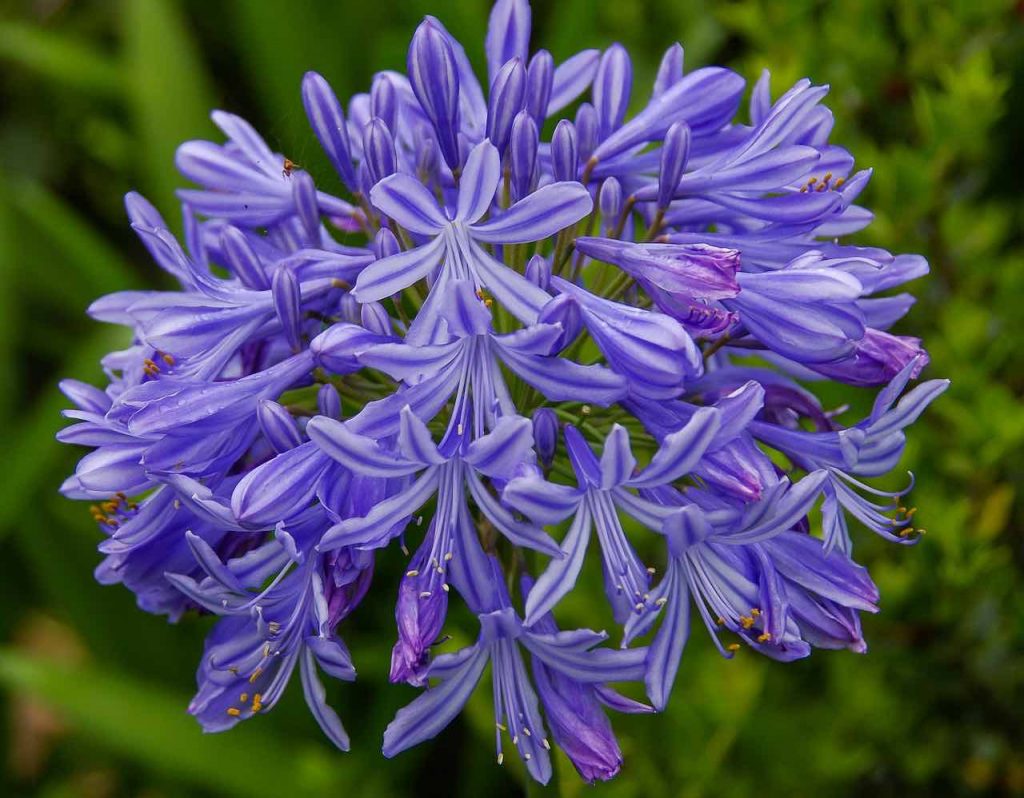 Agapanthus vivercid plantas resistentes al calor