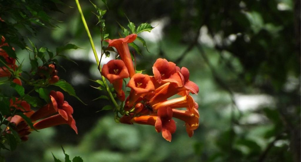 Hibiscus vivercid plantas resistentes al calor