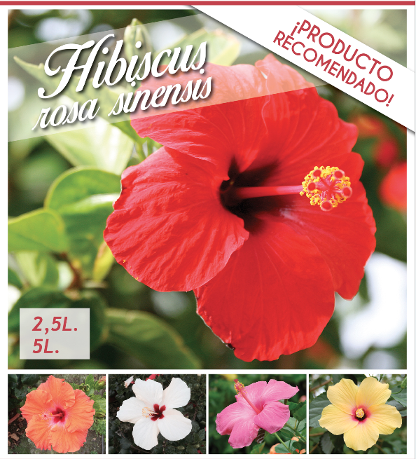 hibiscus - vivercid