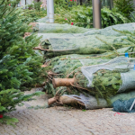 arbol navidad portada