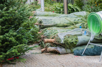 arbol navidad portada