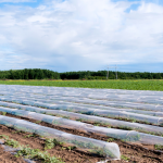 proteger las plantas del frio
