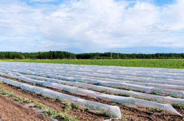 proteger las plantas del frio