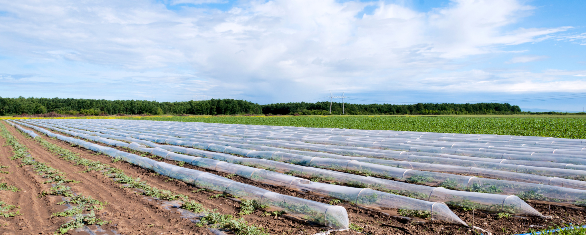 proteger las plantas del frio