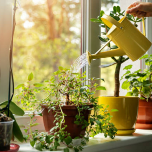 riego de plantas en invierno