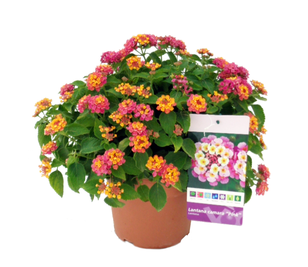 LANTANA CAMARA Vivercid