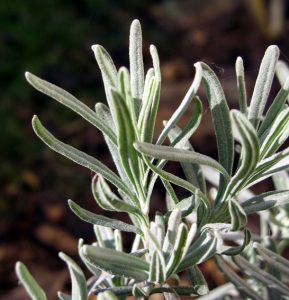 Detalle hojas lavanda officinalis