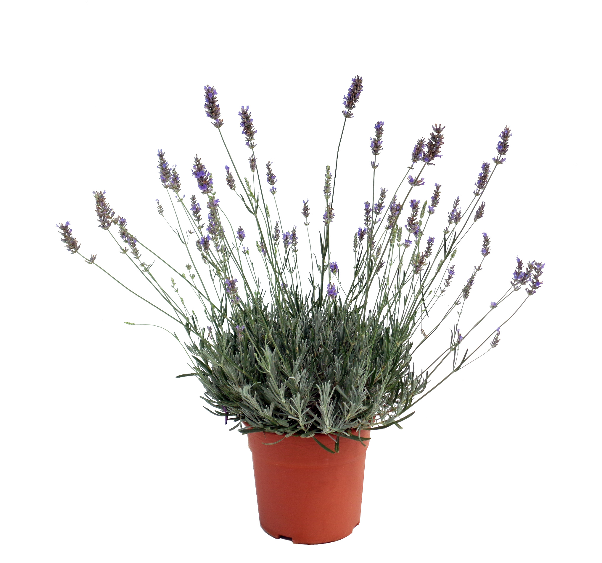 Lavandula officinalis