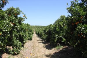 Plantación de Barberina perteneciente a Jaime Genesca (Ganador del concurso).