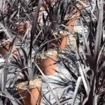 Phormium black adder vivercid vivero