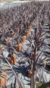 Phormium black adder vivercid web