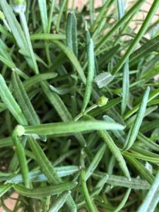 Detalle hojas lavanda anna