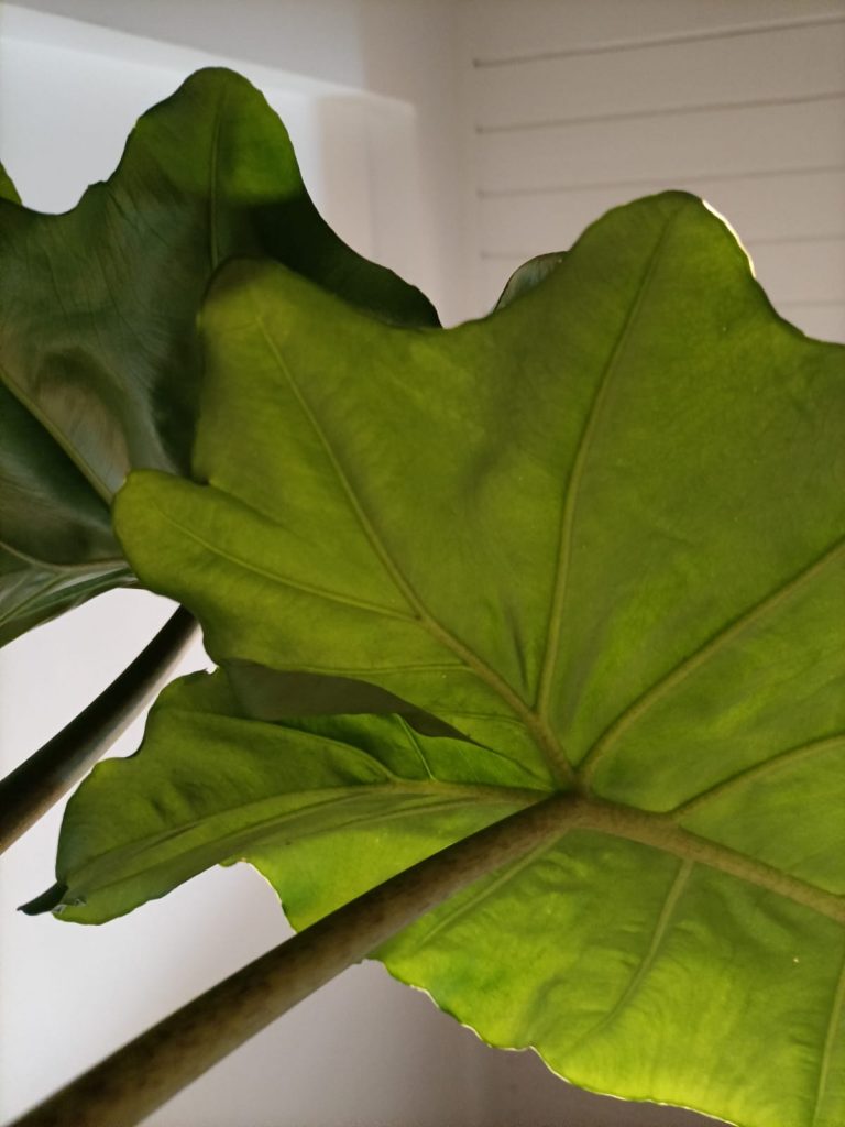 Alocasia colección yo plantas interior Vivercid