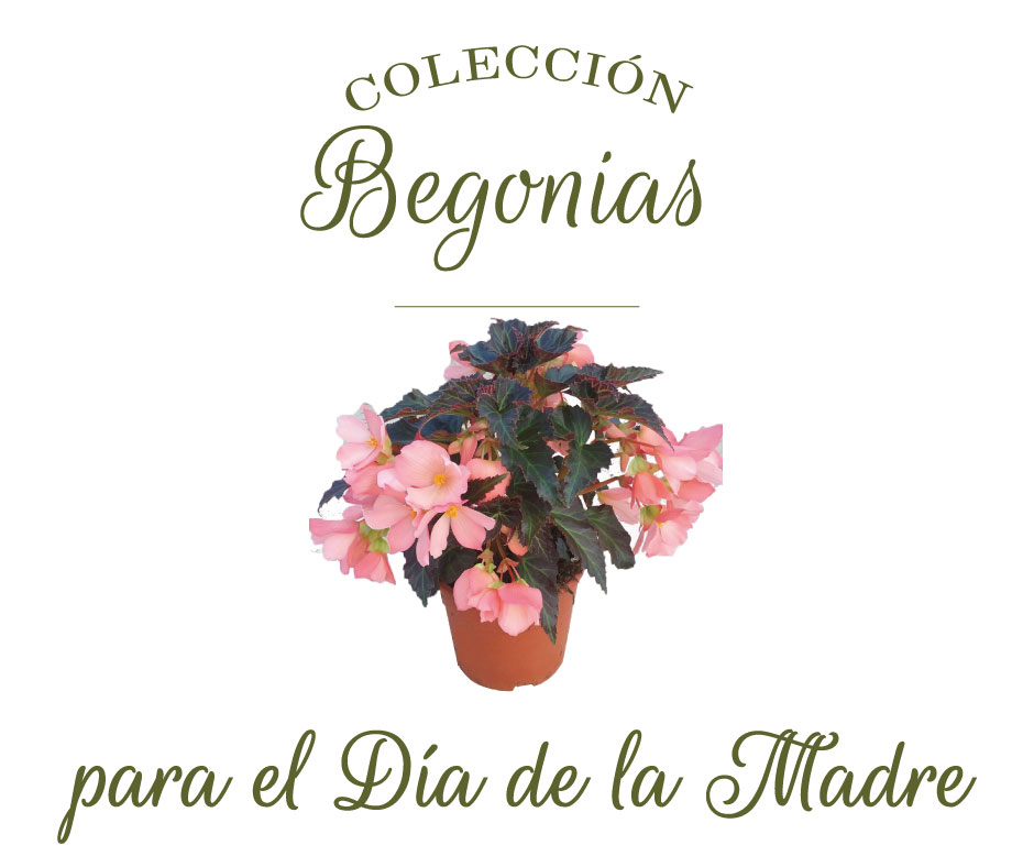 begonias-dia-de-la-madre