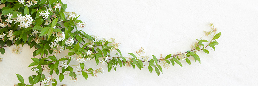 Todo lo que necesitas saber del Trachelospermum Jasminoides - Vivercid