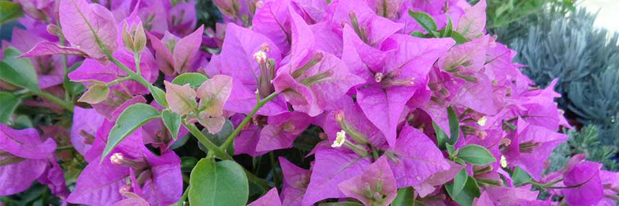 Bougainvillea: la trepadora más famosa - VIVERCID