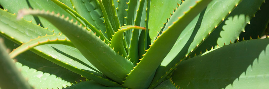 Como Hacer Tu Propio Gel De Aloe Vera Casero Vivercid