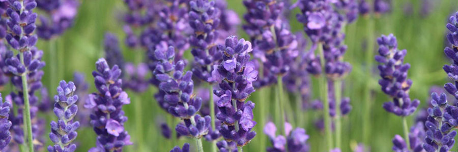 LA LAVANDA Y ALGUNAS DE SUS VARIEDADES - VIVERCID