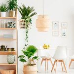 6 plantas que ayudan a limpiar el aire de casa