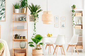 6 plantas que ayudan a limpiar el aire de casa