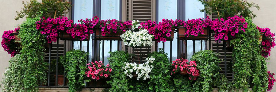 Que Plantas Son Las Mas Adecuadas Para Cada Tipo De Balcon Vivercid