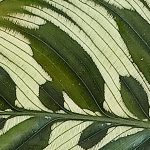 plantas para relajarse calathea y sus geometrías fractales
