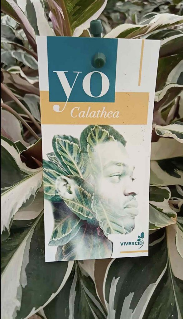 calathea vivercid colección yo