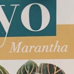 coleccion yo plantas interior vivercid