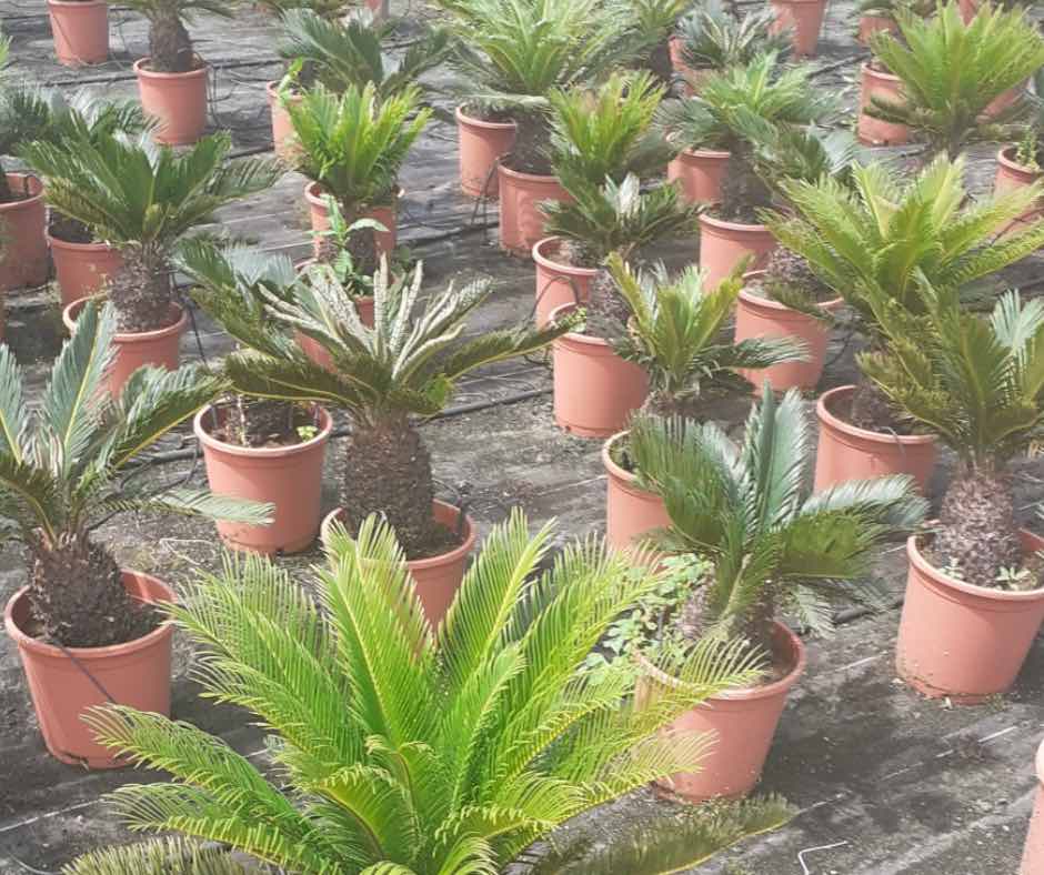 cycas revoluta plantas que soportan climas costeros vivercid valencia vivero