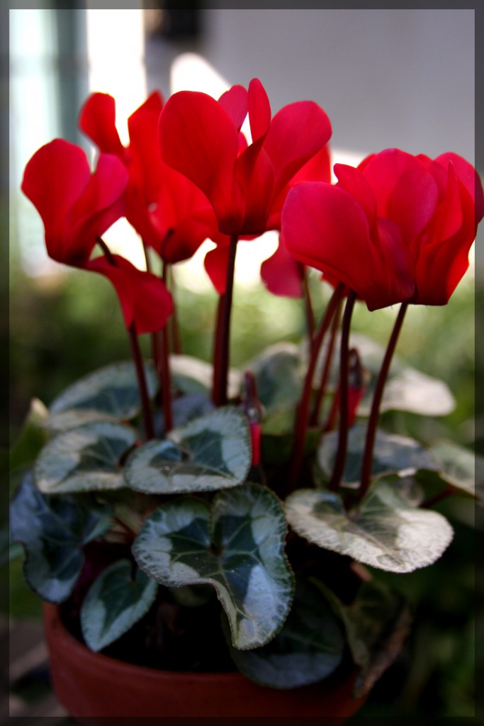 LA PLANTA DE INVIERNO PARA TU JARDÍN: CYCLAMEN