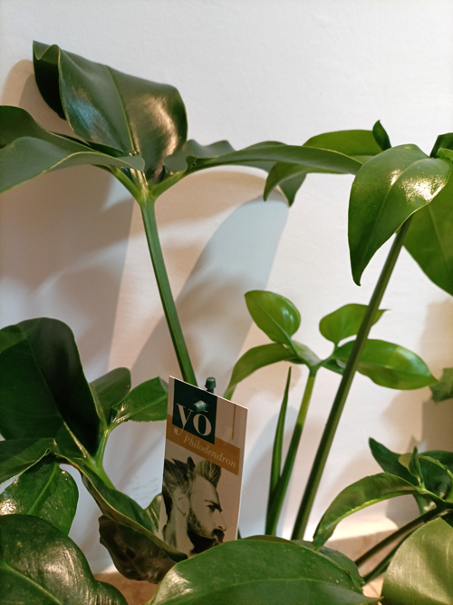 elegir philodendron