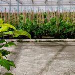 elegir plantas ornamentales en vivero
