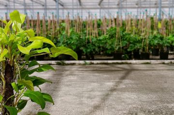 elegir plantas ornamentales en vivero