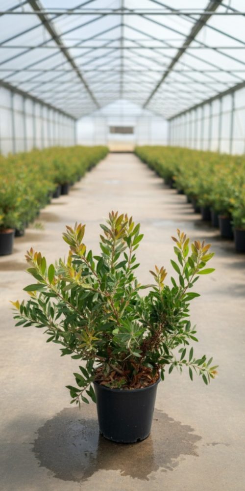 CALLISTEMON HOT PINK C20 (1)