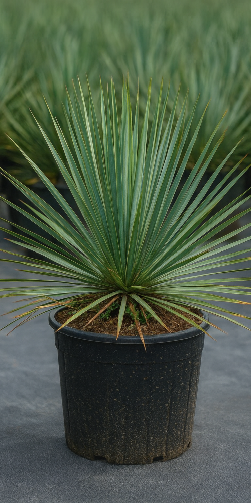 ChatGPT Image 6 oct 2025, 16_40_43