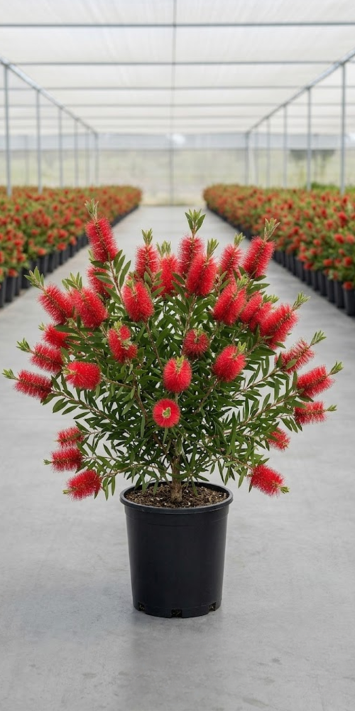 CALLISTEMON LAEVIS