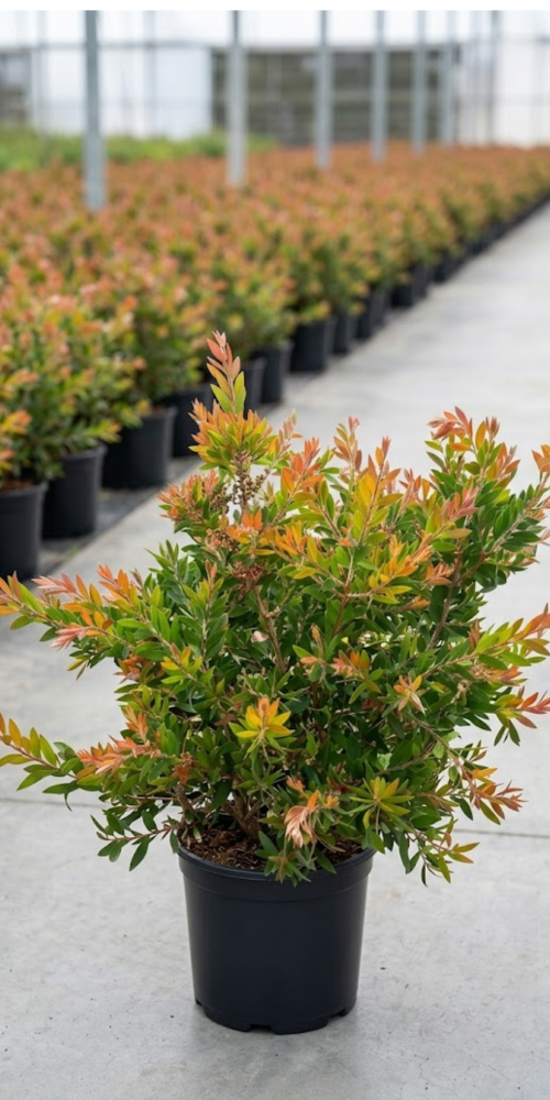 CALLISTEMON VIMINALIS ROJO