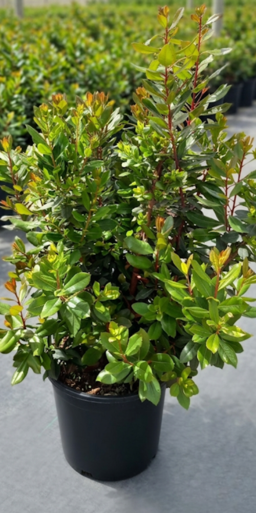 Arbutus Unedo